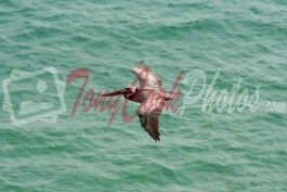 Pelican in Flight