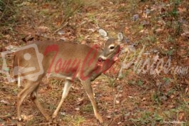 Doe Deer – Early County