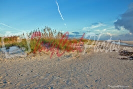 Sand Dunes at St. Augustine Beach