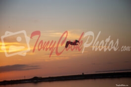 Pelican Flying Over the Early Morning Gulf Waters