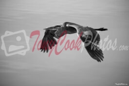 Blue Heron in Flight (Black & White Photo)