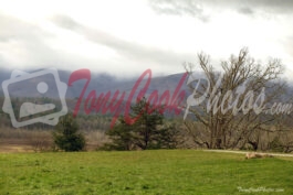 Meadow at Cades Cove