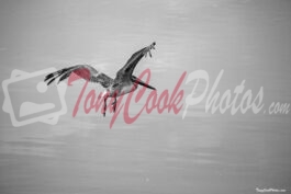 Pelican in Flight (Black&White Photo)