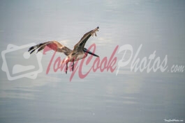 Pelican in Flight (Color Photo)