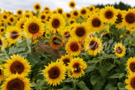 Sunflower Patch