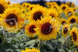 Sunflower Patch