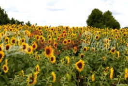 Sunflower Patch