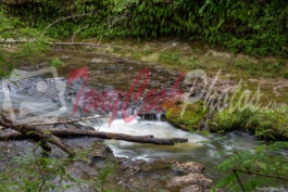 Covered Bridge over Coheelee Creek Waterfall