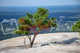 Stone Mountain Top View Pine Trees