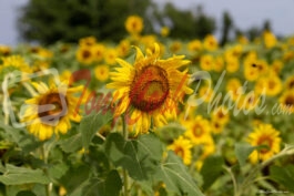 Sunflower Patch