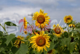 Sunflower & Bees