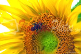 Sunflower & Bumblebee (Close up)