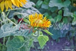 Sunflower Looking Up