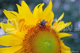 Sunflower Bumblebee Close Up