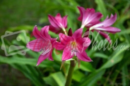 Lily Pink Cluster