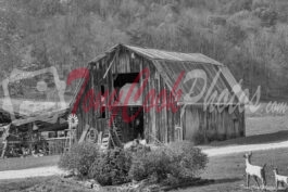 Old Barn Brevard North Carolina (Black & White Photo)