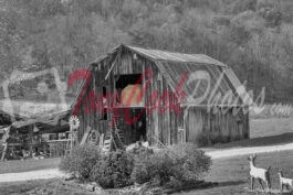 Old Barn – Brevard, North Carolina (Color/Black& White Combo Photo)