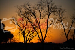 Sunrise Over a Southwest Georgia Farm