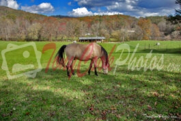 Horse & Meadow, Brevard, North Carolina