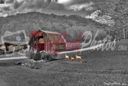 Old Fashion Barn, Brevard, North Carolina (Color/Black&White Combo Photo)